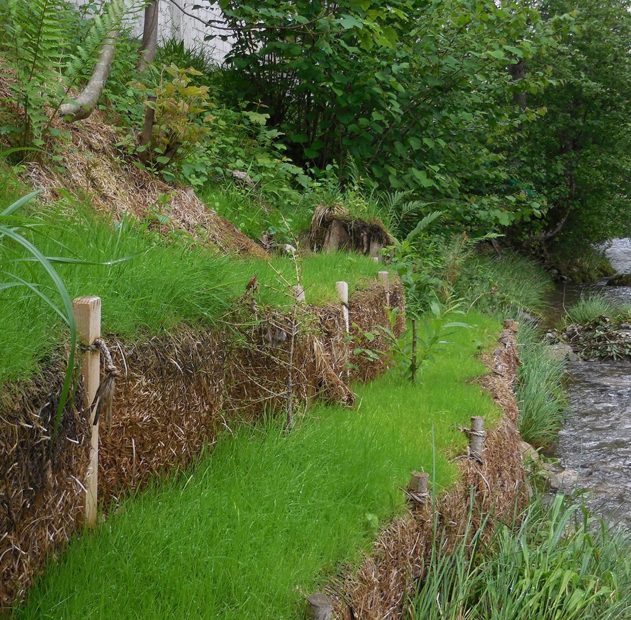 Howolis Q-Faschinen aus natürlichen Materialien lassen sich bepflanzen und für den naturnahen Wasserbau einsetzen