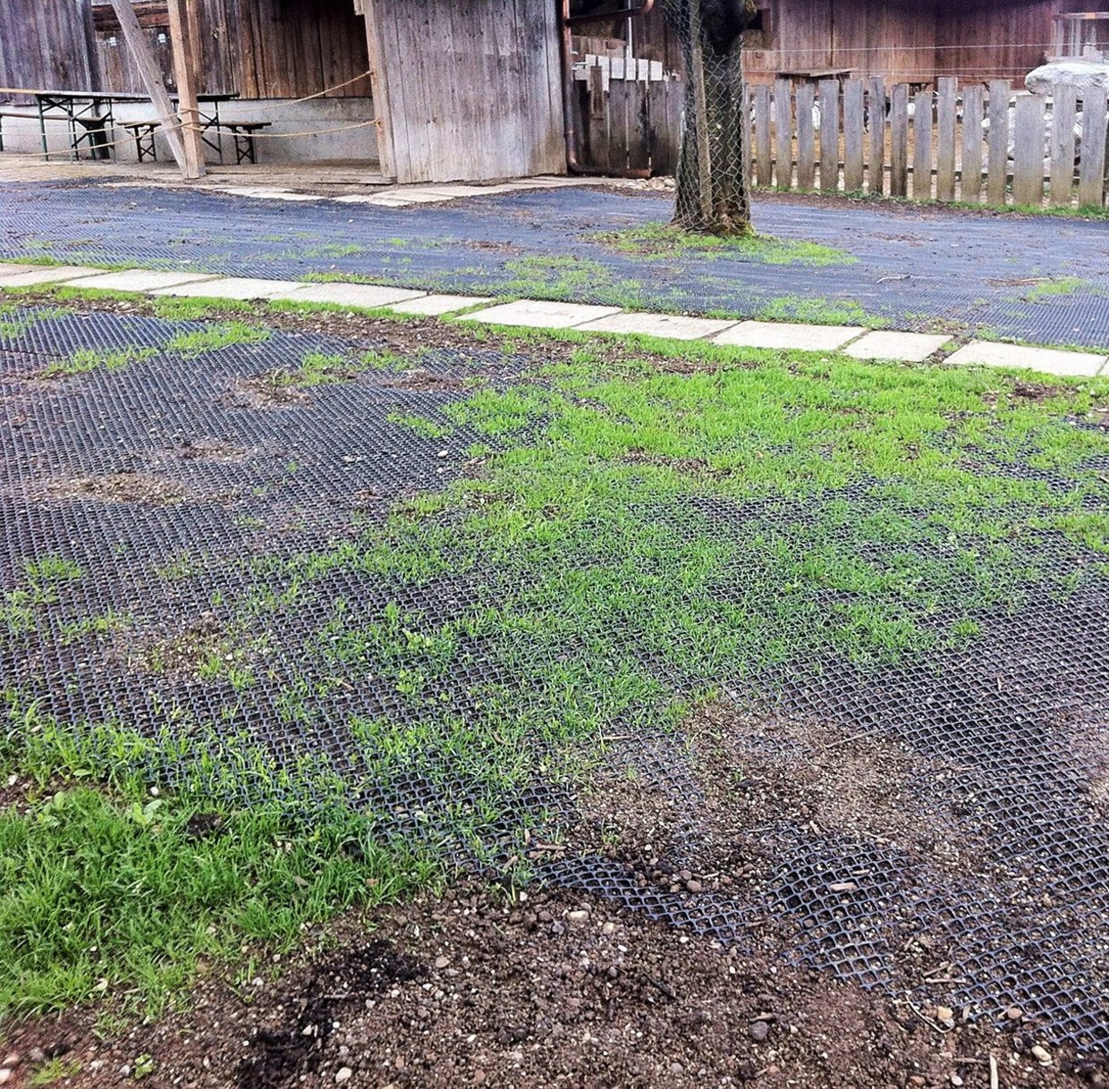 Rasenschutz mit TurfProtecta: einfach ausrollen, Gras wächst durch Maschen